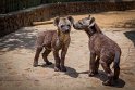 008 Zuid-Afrika, Ukutula Game Reserve, hyena's
